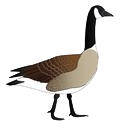Canada goose